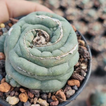 2-3cm Lophophora fricii （variegated）