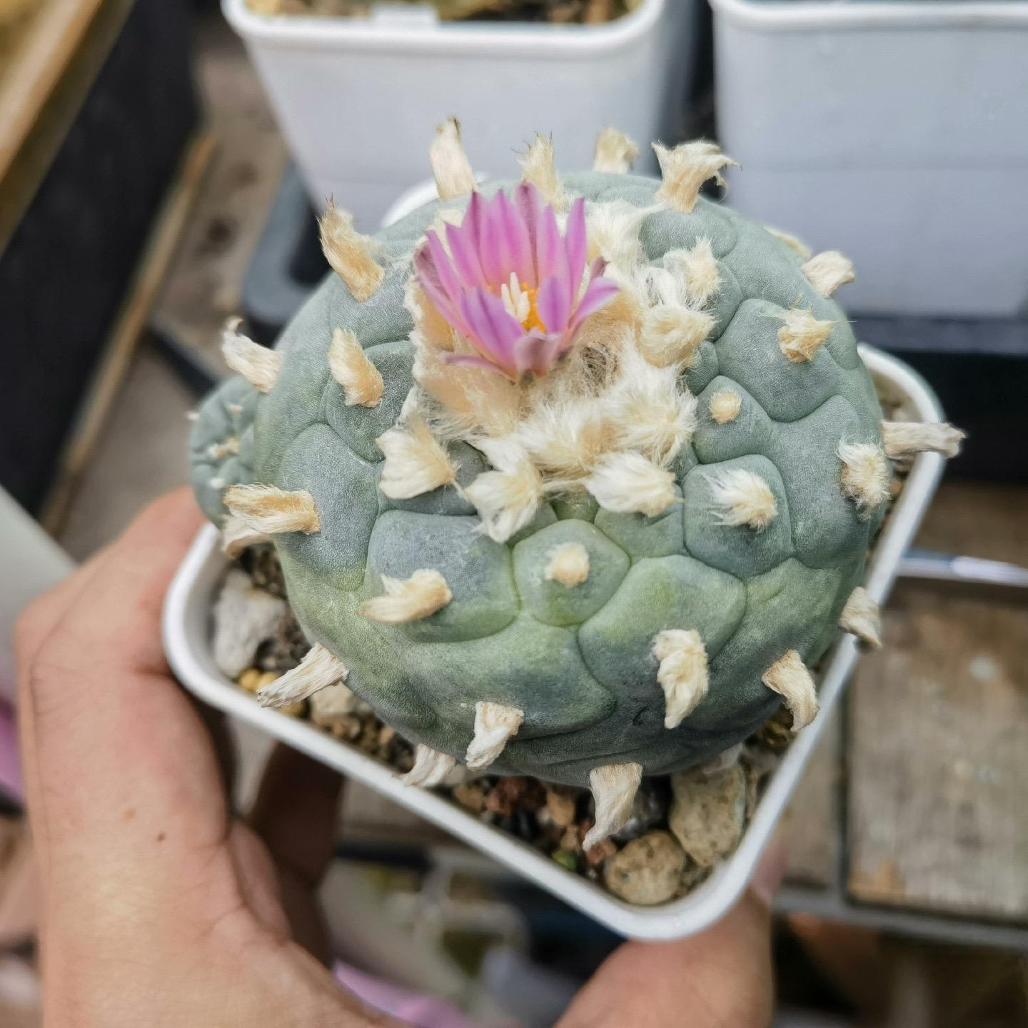 4-10cm Lophophora fricii （single head）