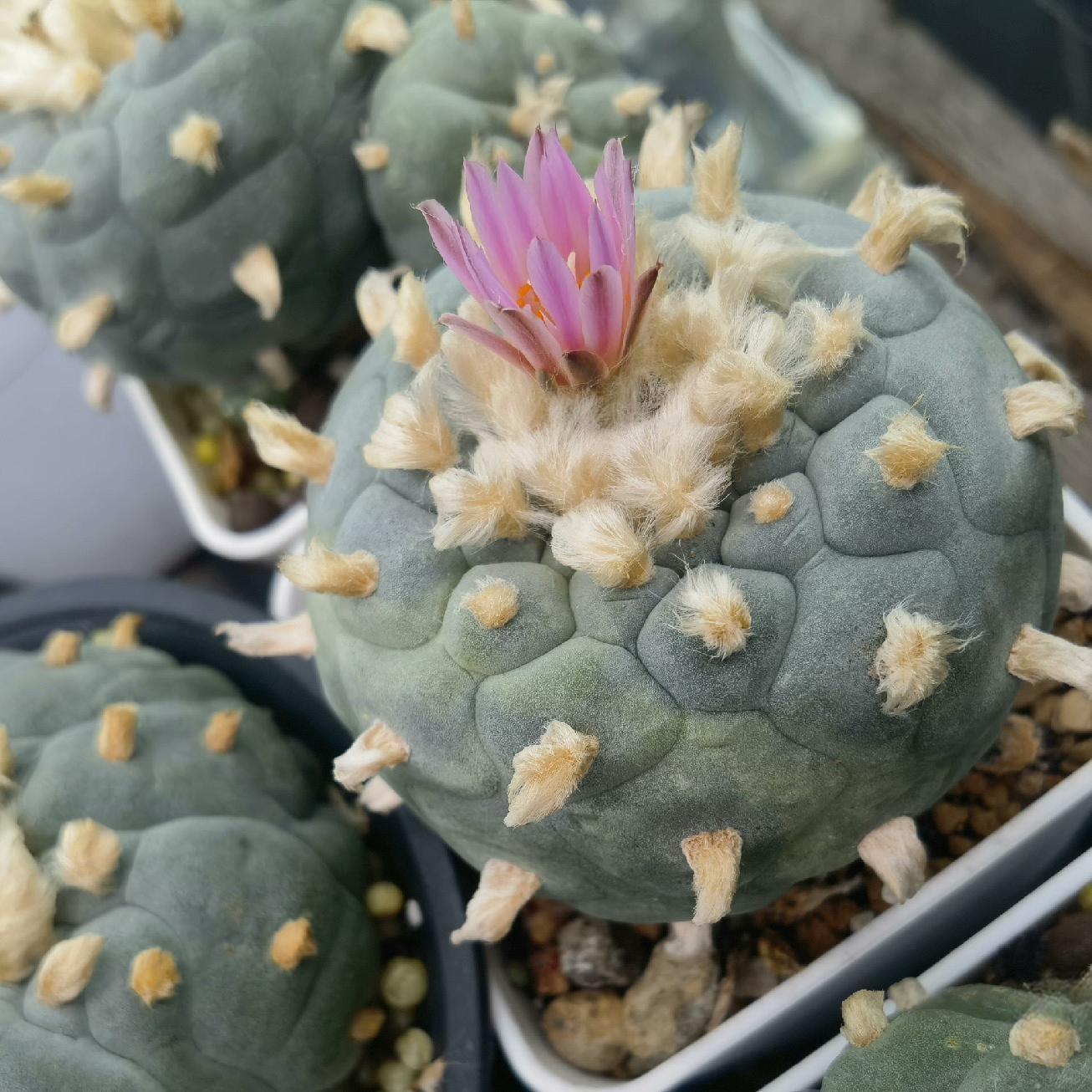 4-10cm Lophophora fricii （single head）