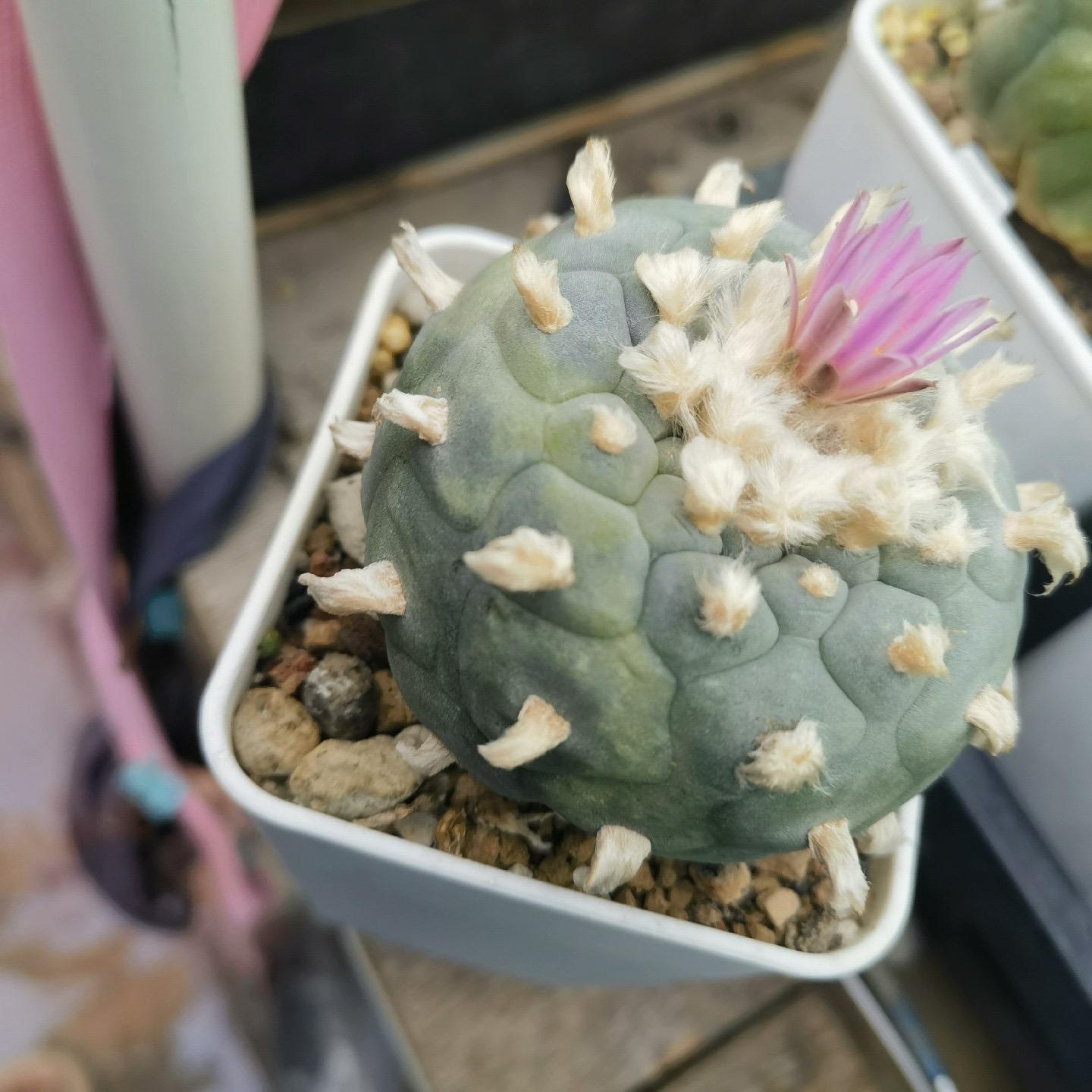4-10cm Lophophora fricii （single head）