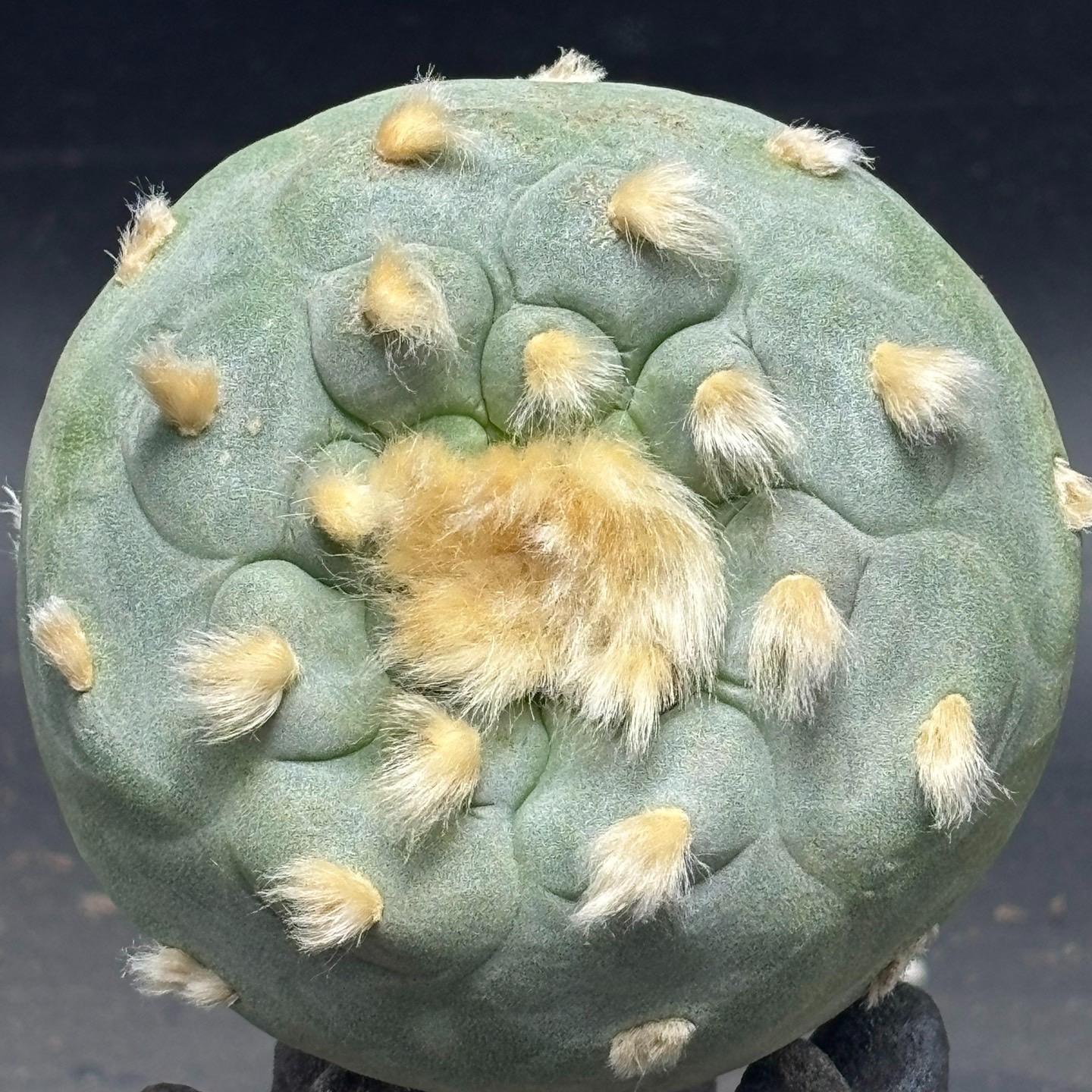 4-10cm Lophophora fricii （single head）