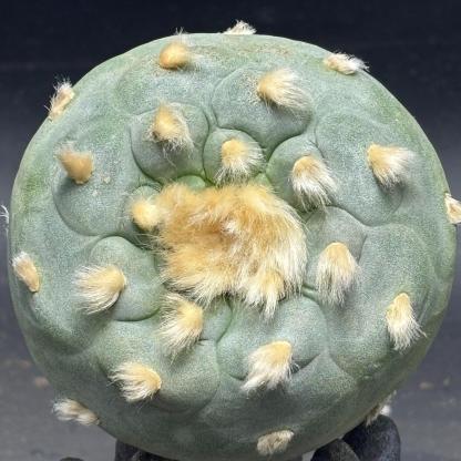 4-10cm Lophophora fricii （single head）