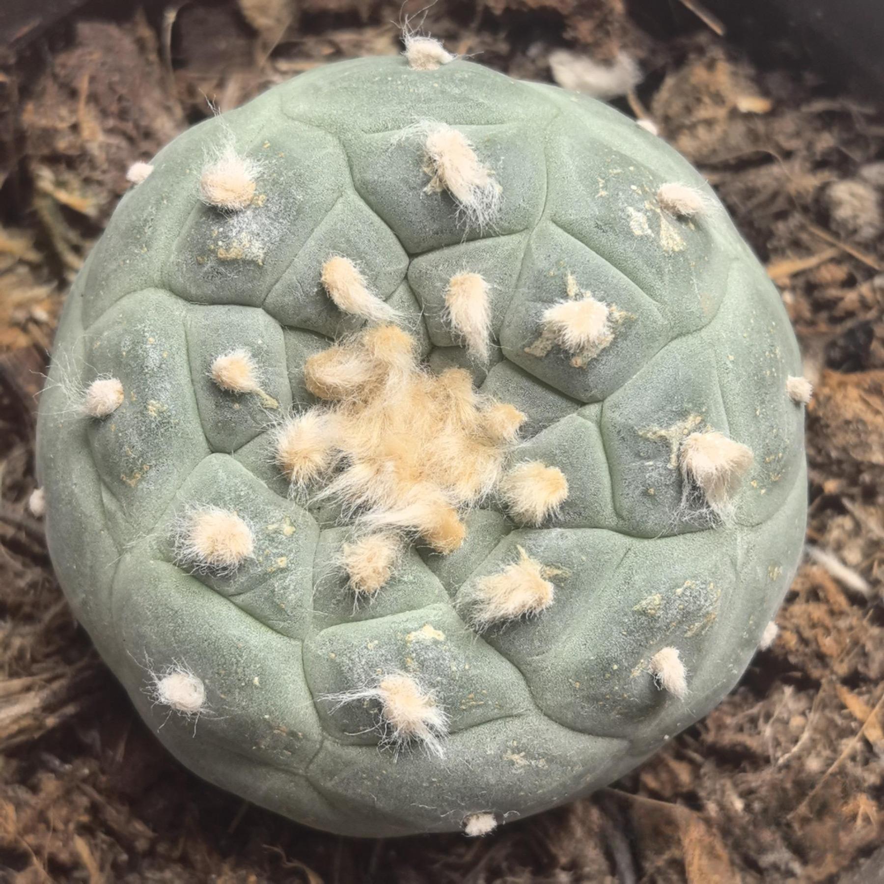 4-10cm Lophophora fricii （single head）