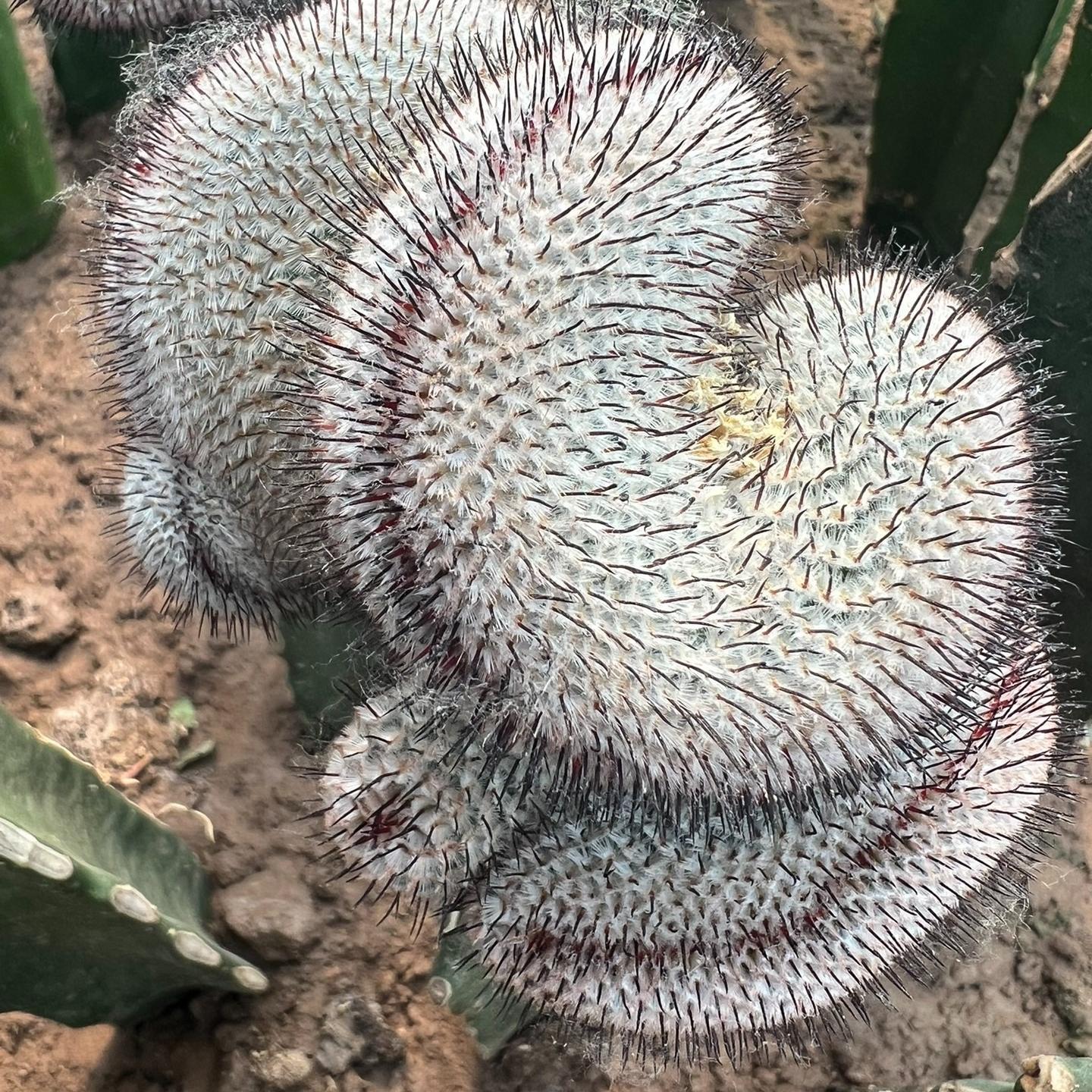 6-8cm Mammillaria perezdelarosae（（variegated）