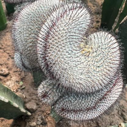 6-8cm Mammillaria perezdelarosae（（variegated）