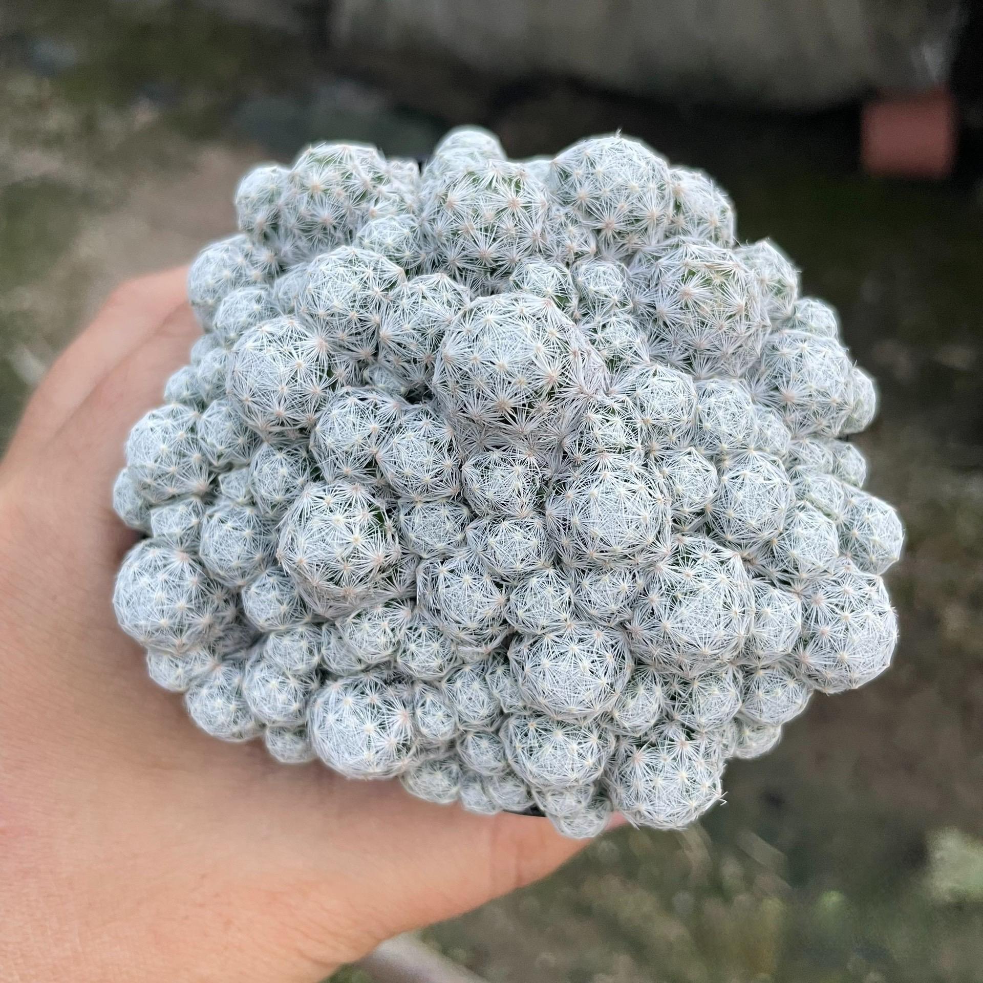 5-15cm Mammillaria humboldtii