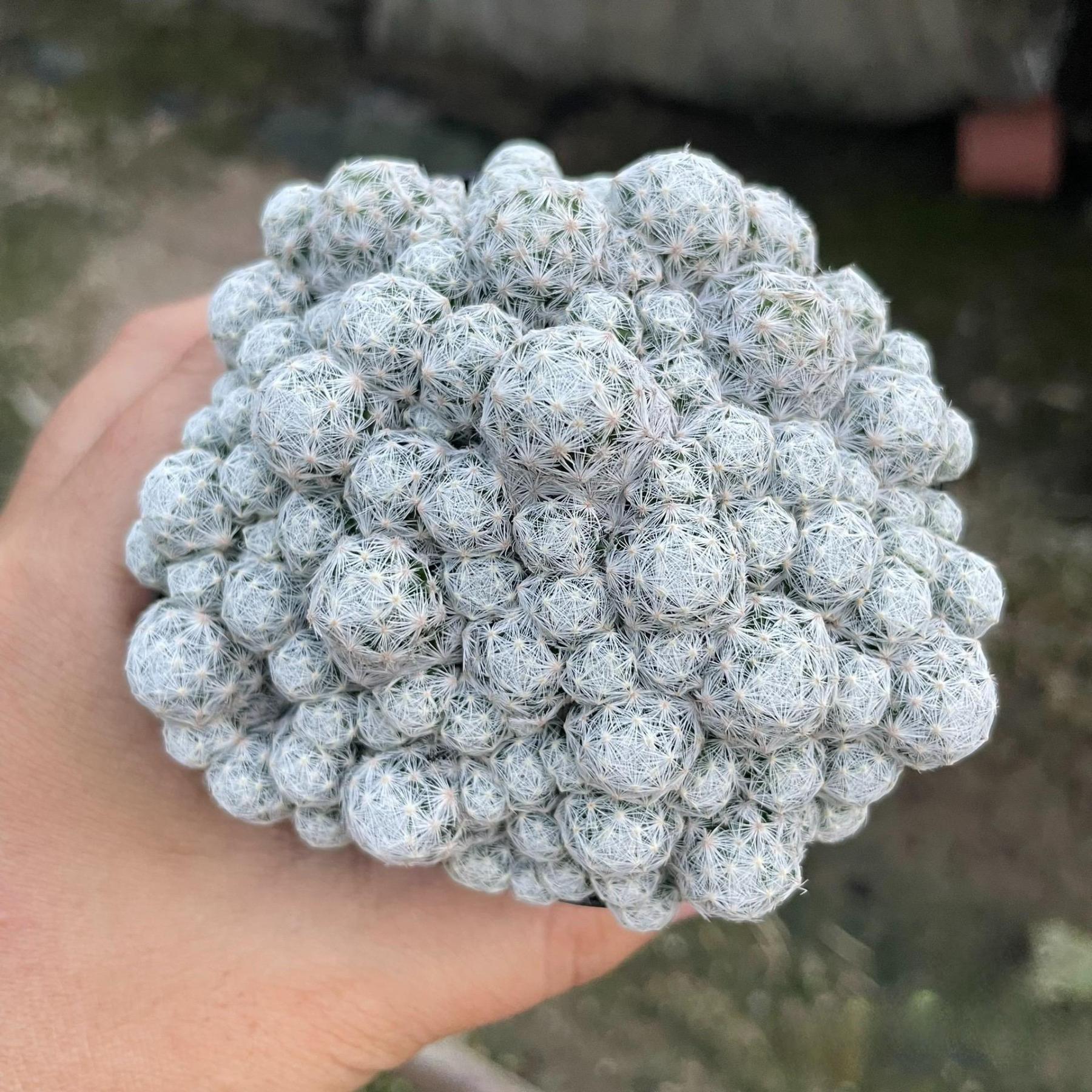 5-15cm Mammillaria humboldtii