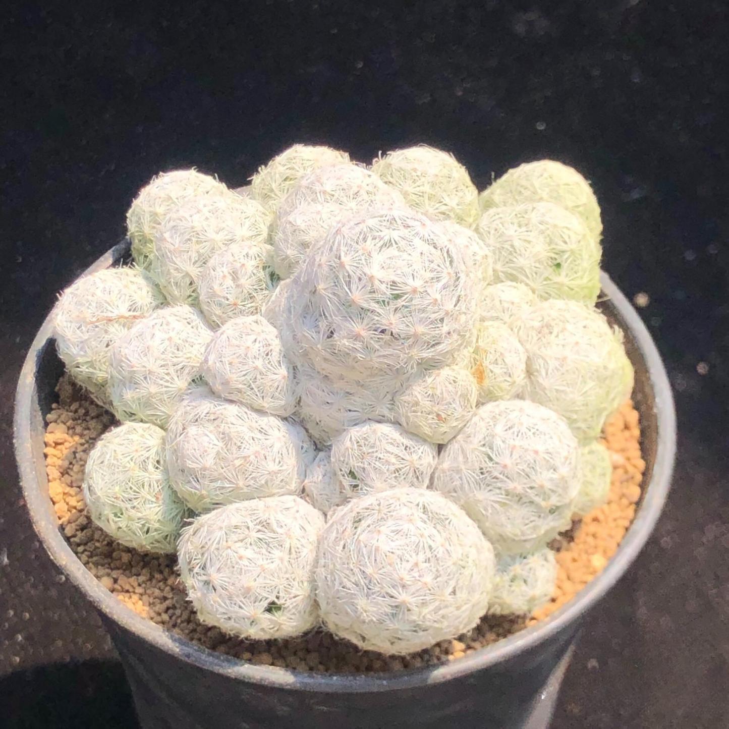 5-15cm Mammillaria humboldtii