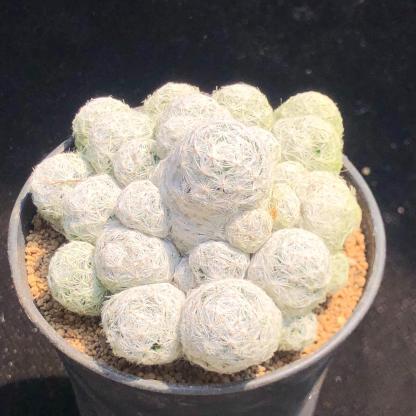 5-15cm Mammillaria humboldtii