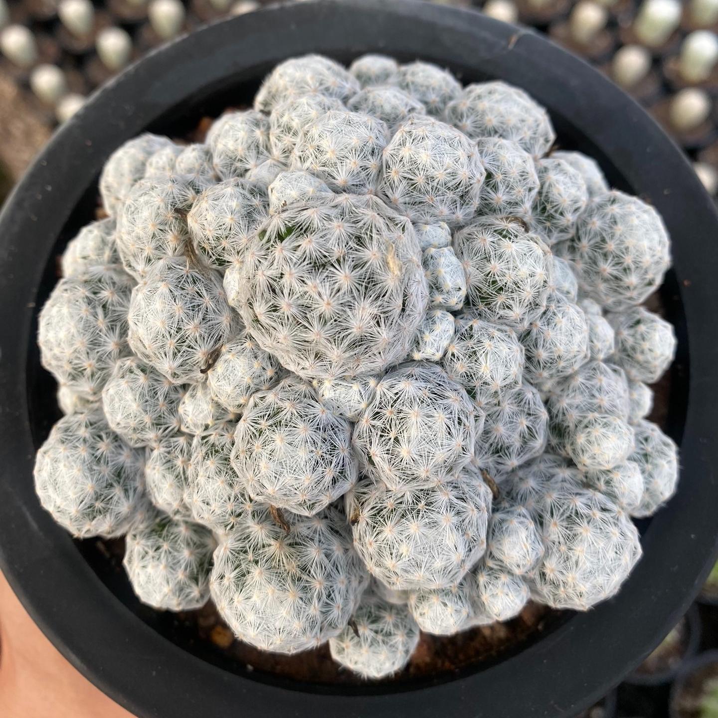 5-15cm Mammillaria humboldtii