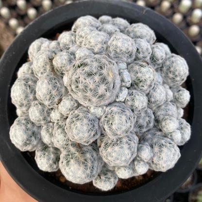 5-15cm Mammillaria humboldtii