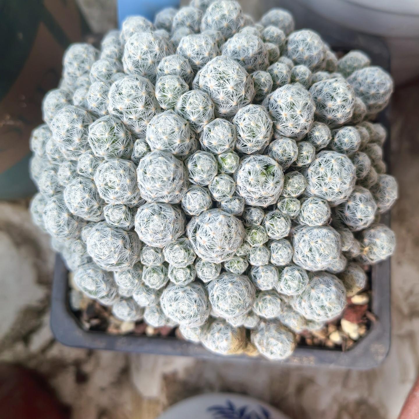 5-15cm Mammillaria humboldtii