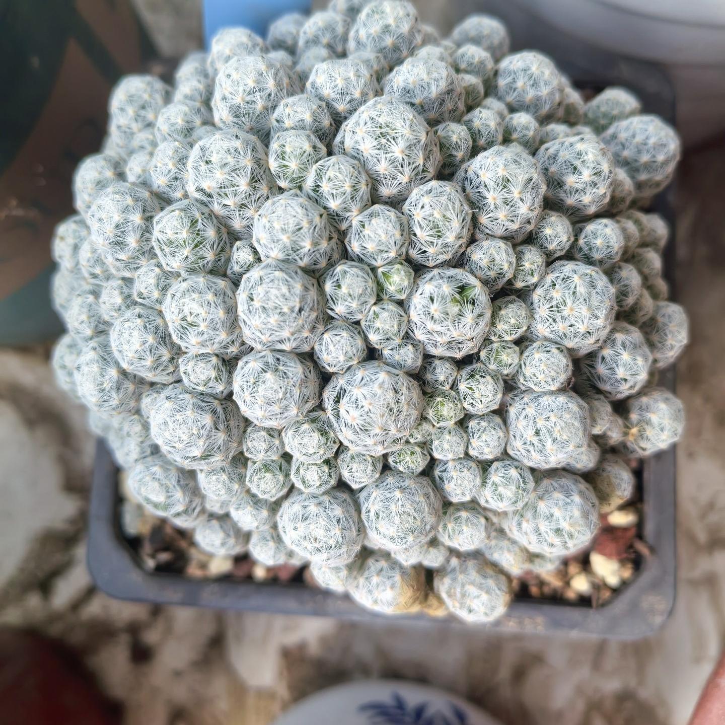 5-15cm Mammillaria humboldtii