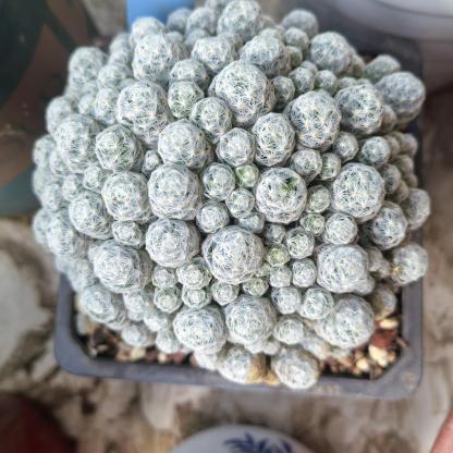 5-15cm Mammillaria humboldtii