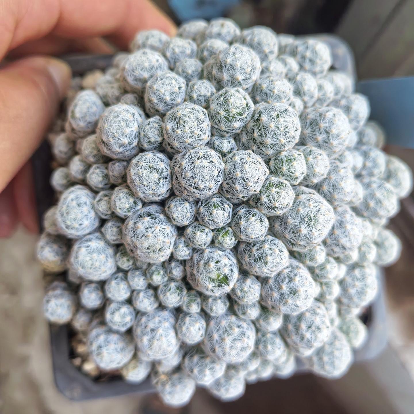 5-15cm Mammillaria humboldtii