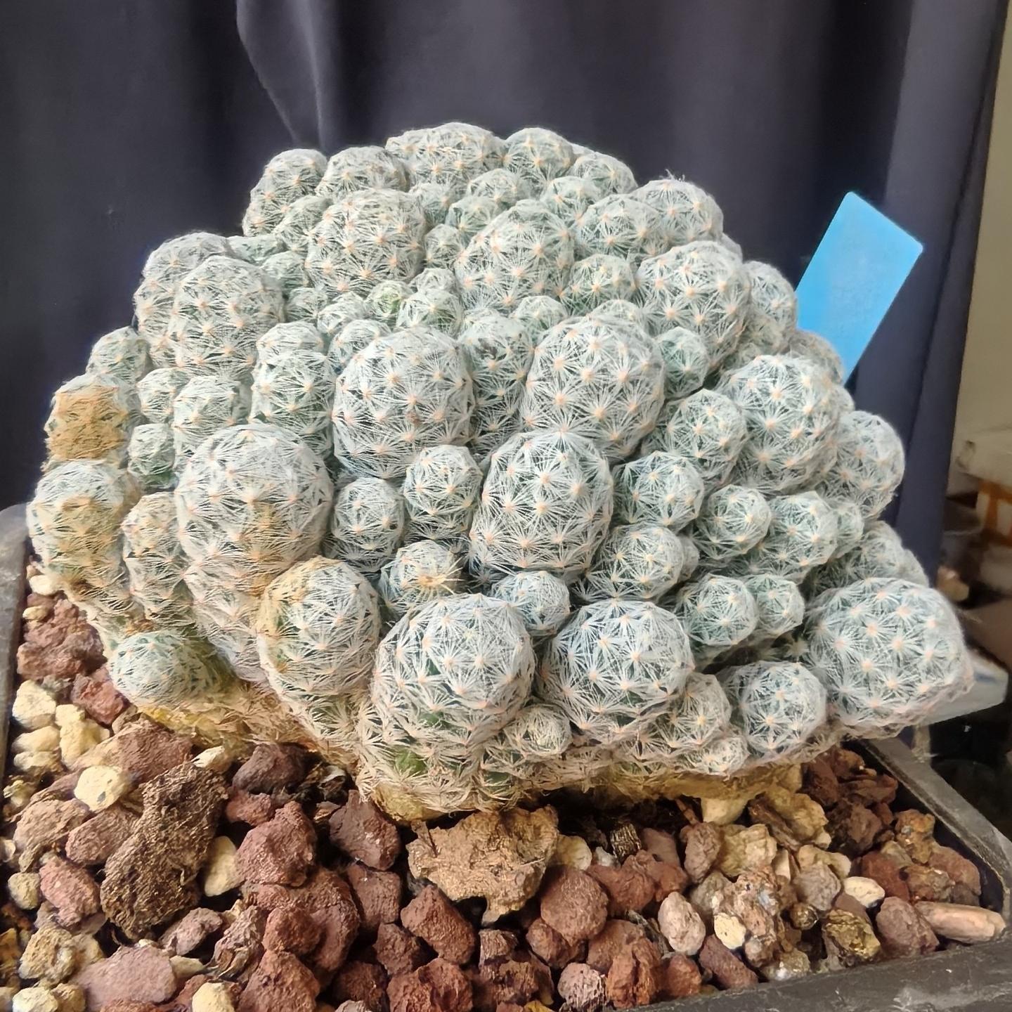 5-15cm Mammillaria humboldtii