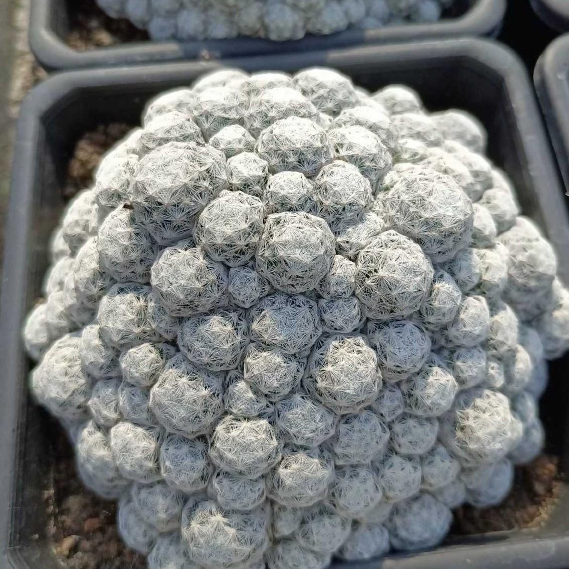 5-15cm Mammillaria humboldtii