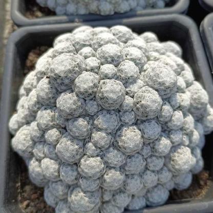 5-15cm Mammillaria humboldtii