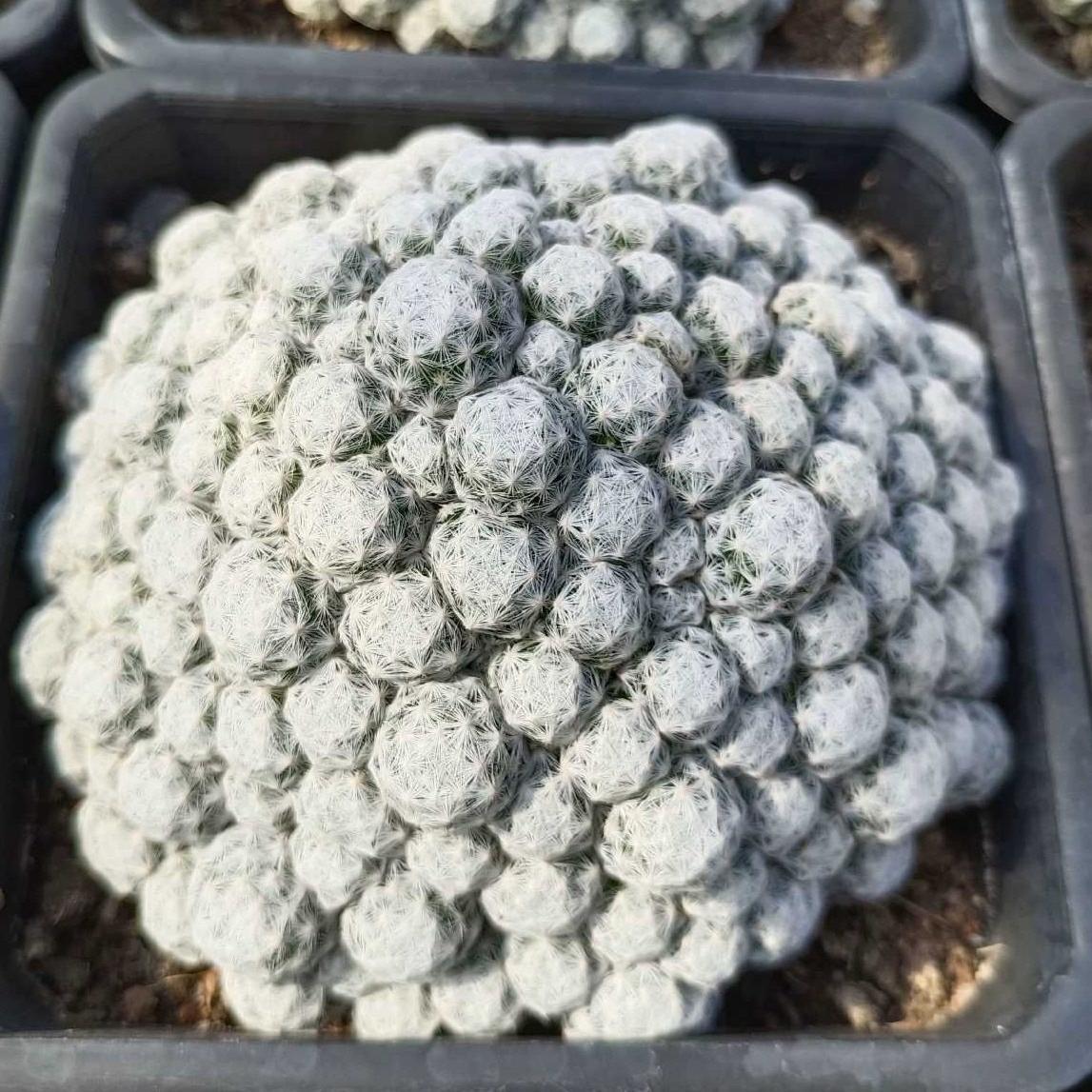 5-15cm Mammillaria humboldtii