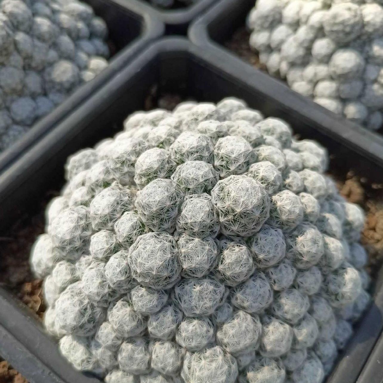 5-15cm Mammillaria humboldtii