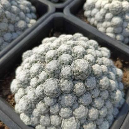 5-15cm Mammillaria humboldtii