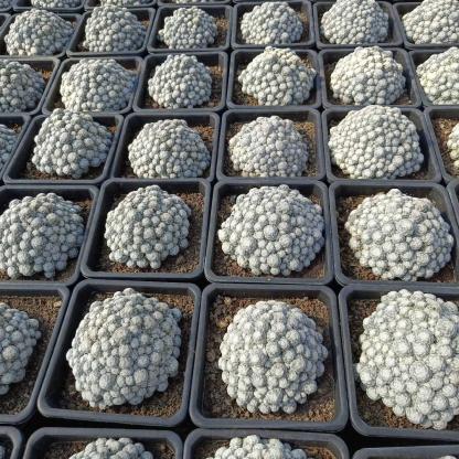 5-15cm Mammillaria humboldtii