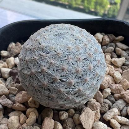 3-6cmMammillaria herrerae 