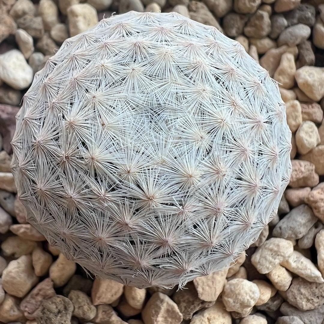 3-6cmMammillaria herrerae