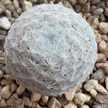 3-6cmMammillaria herrerae 