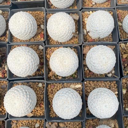 3-6cmMammillaria herrerae 