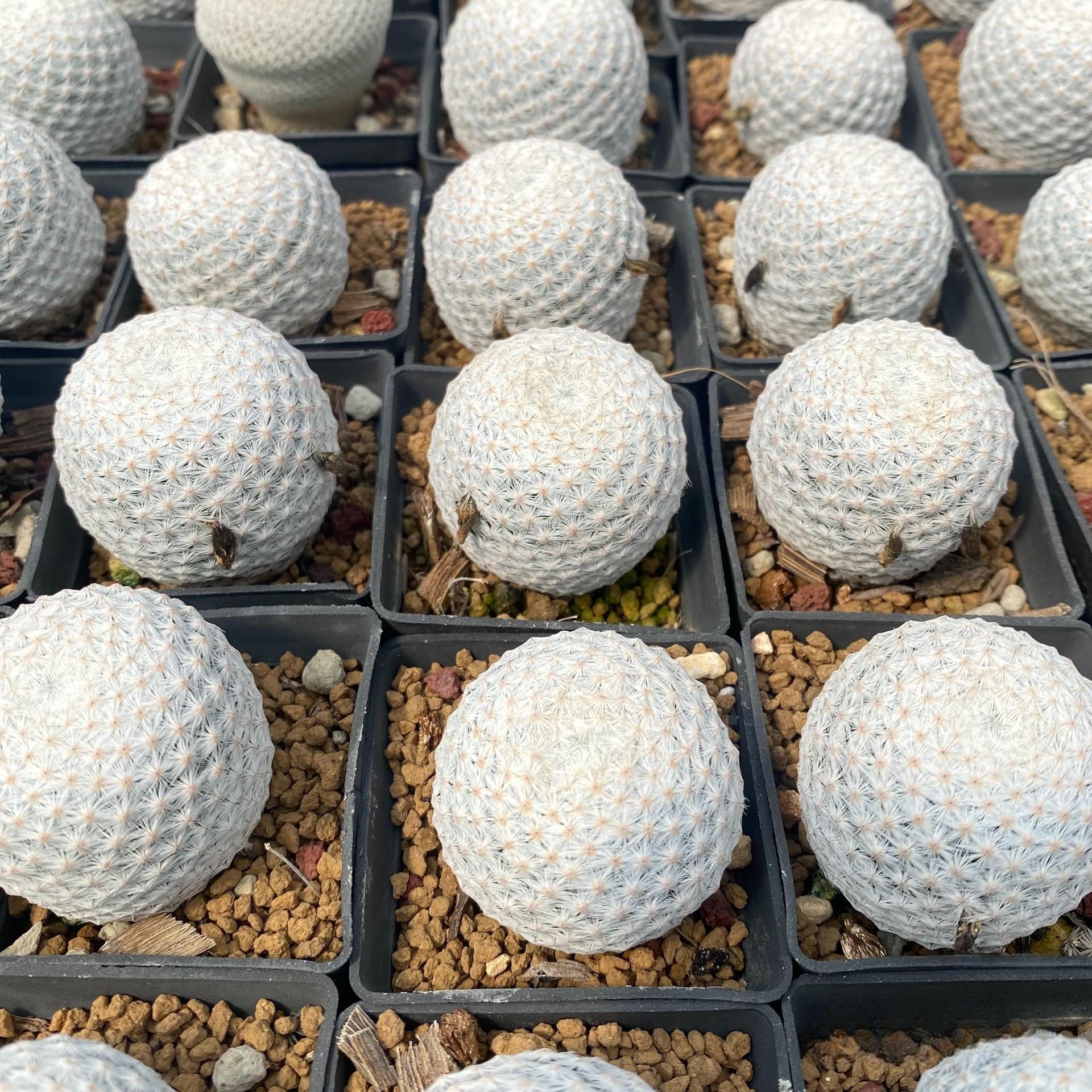 3-6cmMammillaria herrerae 