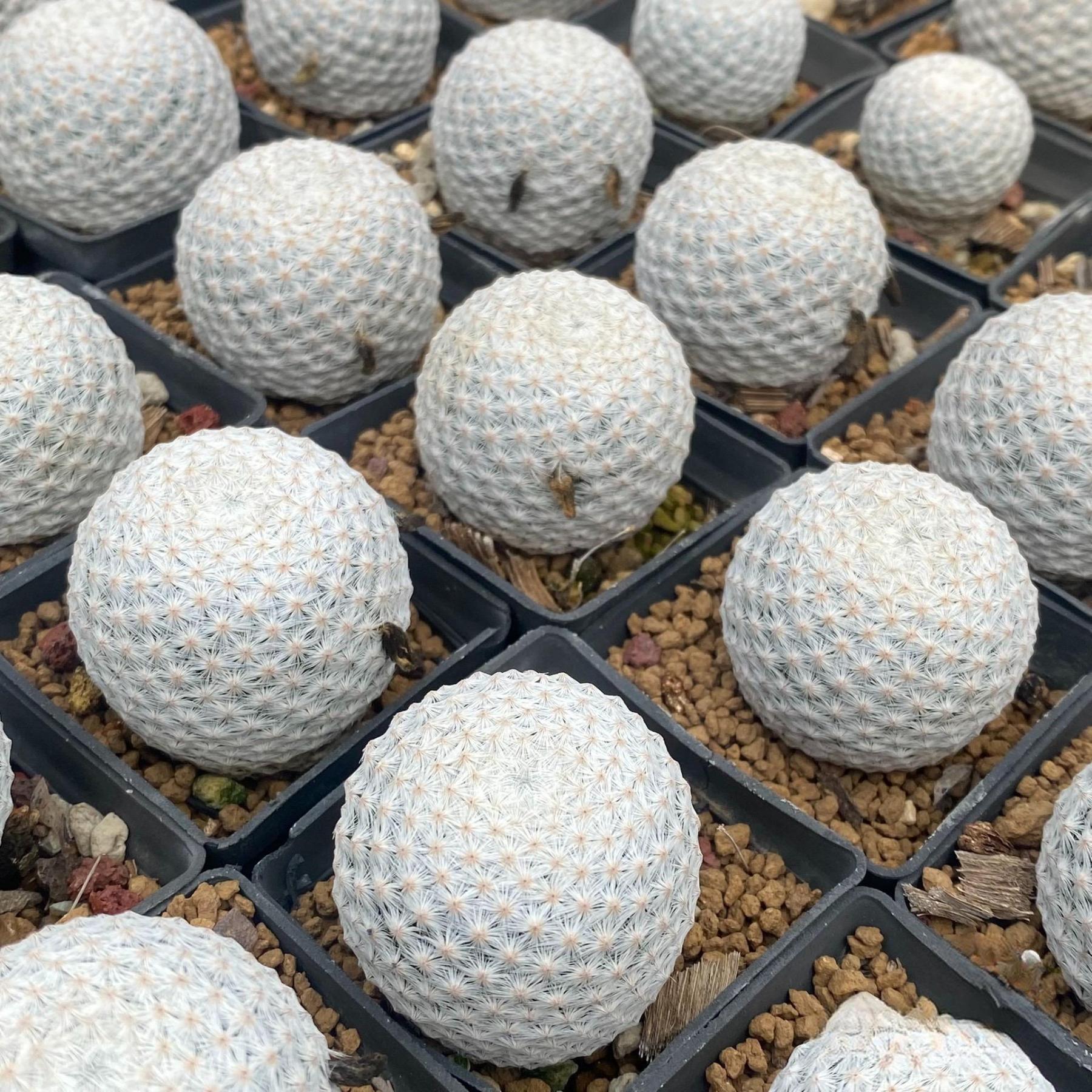 3-6cmMammillaria herrerae 