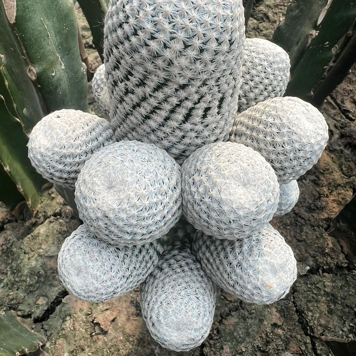 3-6cmMammillaria herrerae 