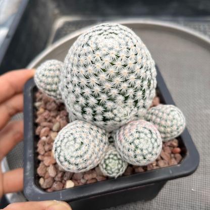 5-7cmMammillaria herrerae （Multi-headed）