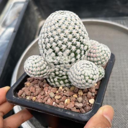 5-7cmMammillaria herrerae （Multi-headed）