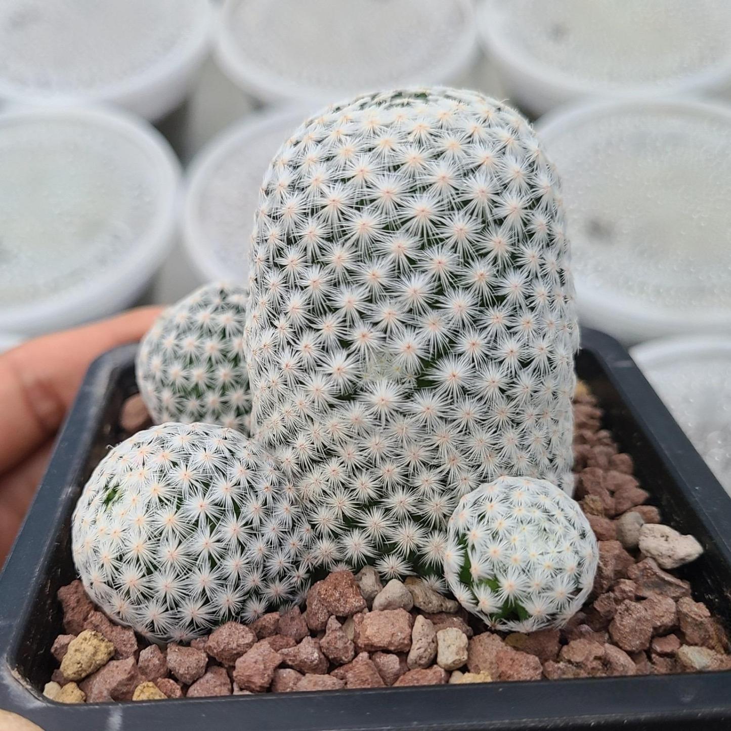 5-7cmMammillaria herrerae （Multi-headed）