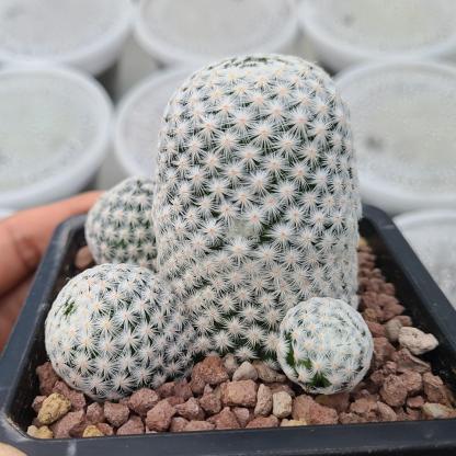 5-7cmMammillaria herrerae （Multi-headed）