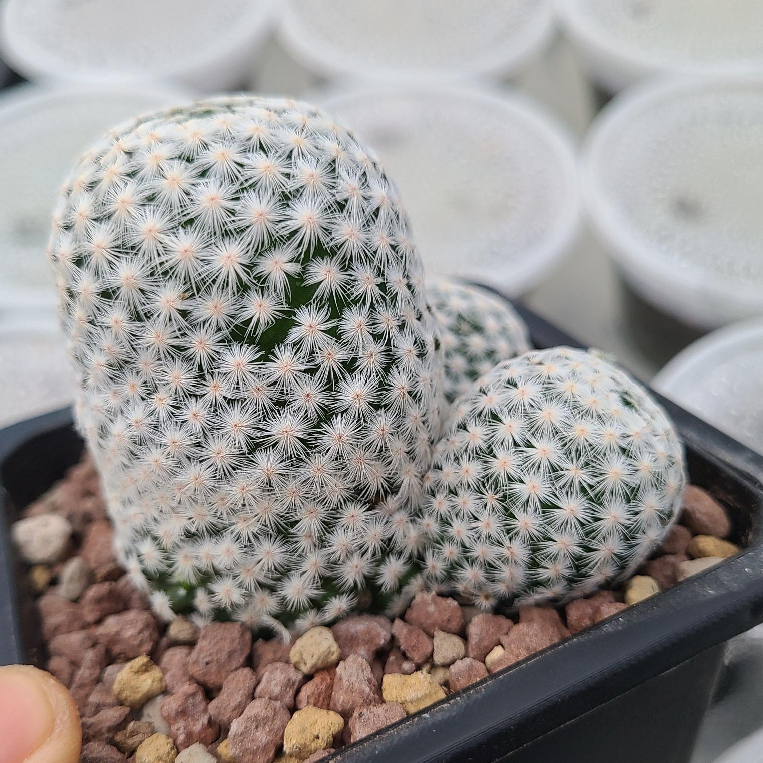 5-7cmMammillaria herrerae （Multi-headed）
