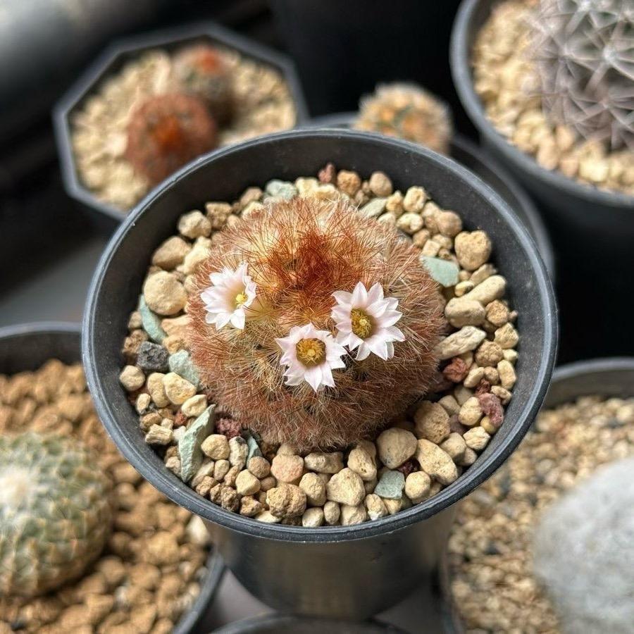 3-8cm Mammillaria carmenae