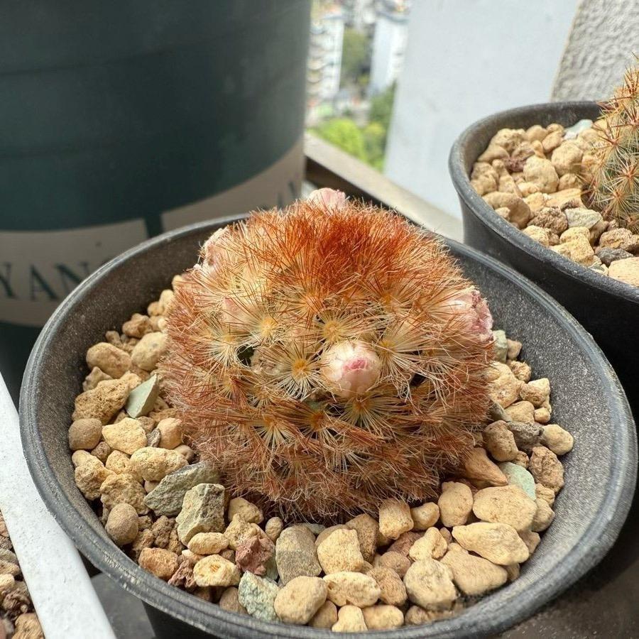 3-8cm Mammillaria carmenae