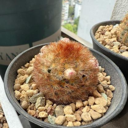 3-8cm Mammillaria carmenae