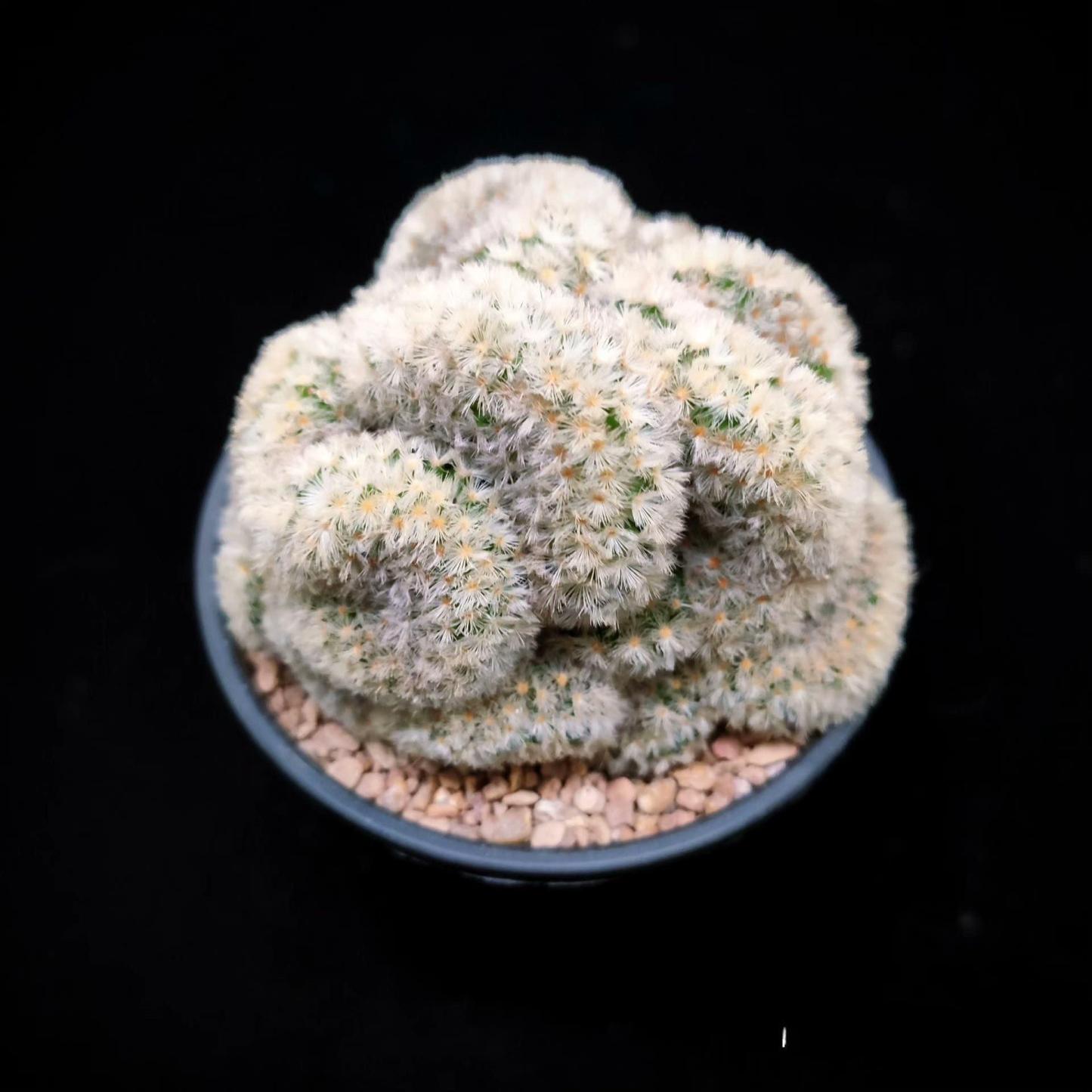 6-8cm Mammillaria carmenae （variegated）