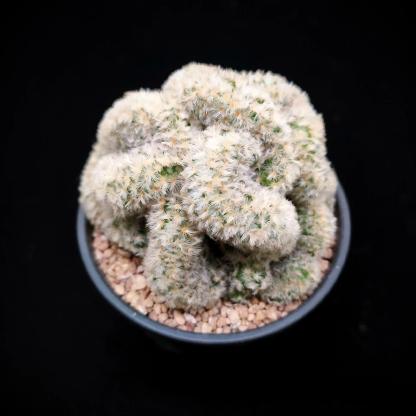 6-8cm Mammillaria carmenae （variegated）