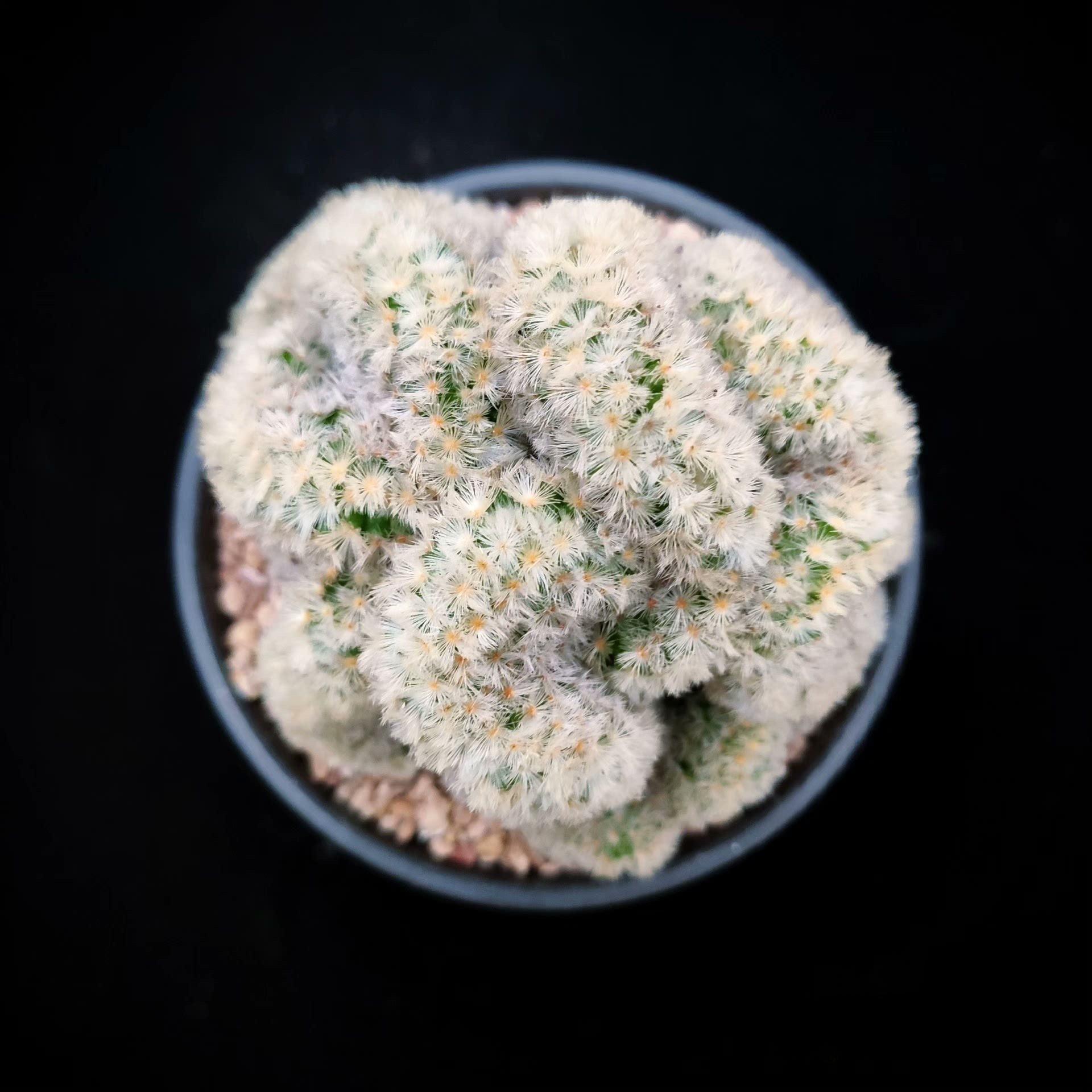 6-8cm Mammillaria carmenae （variegated）
