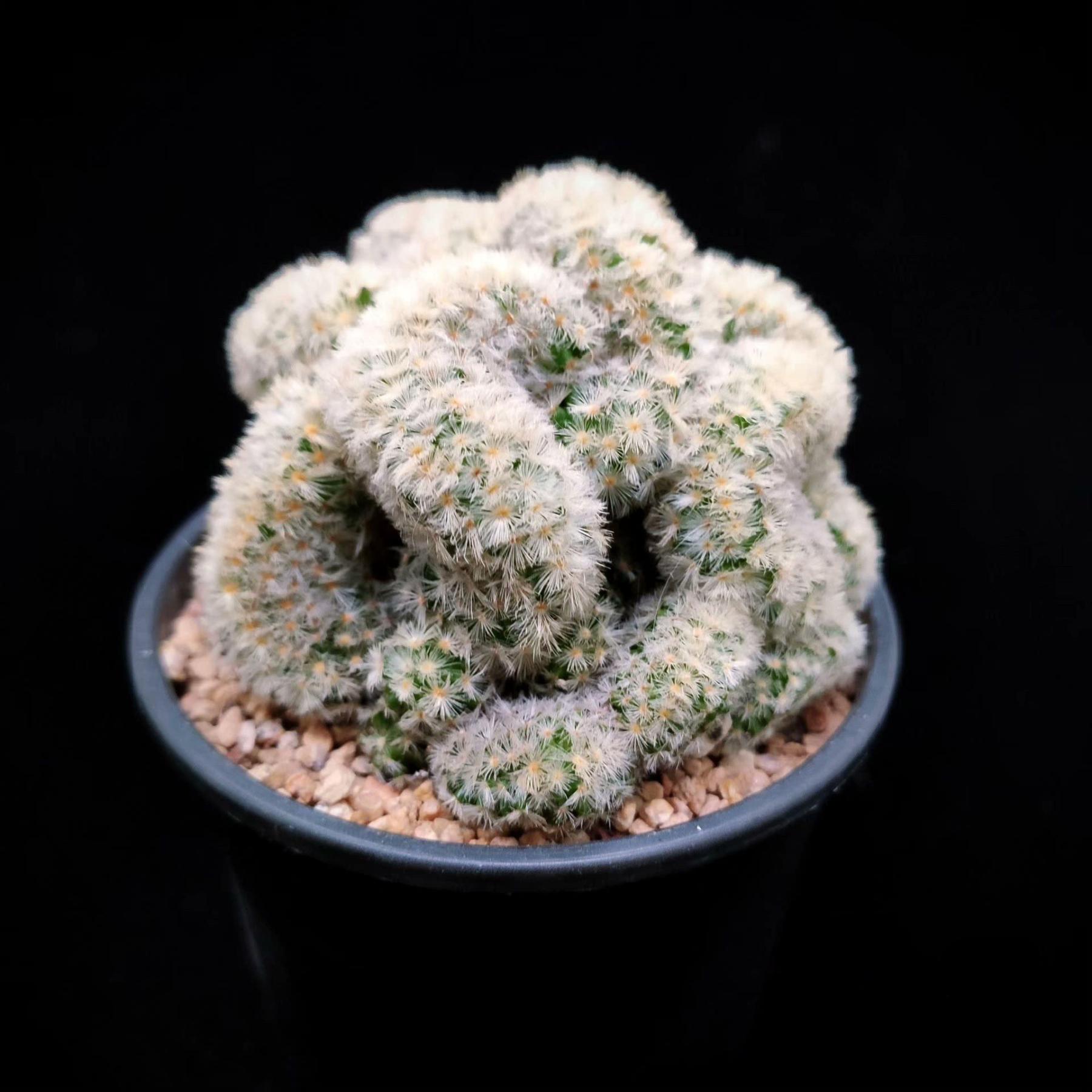 6-8cm Mammillaria carmenae （variegated）