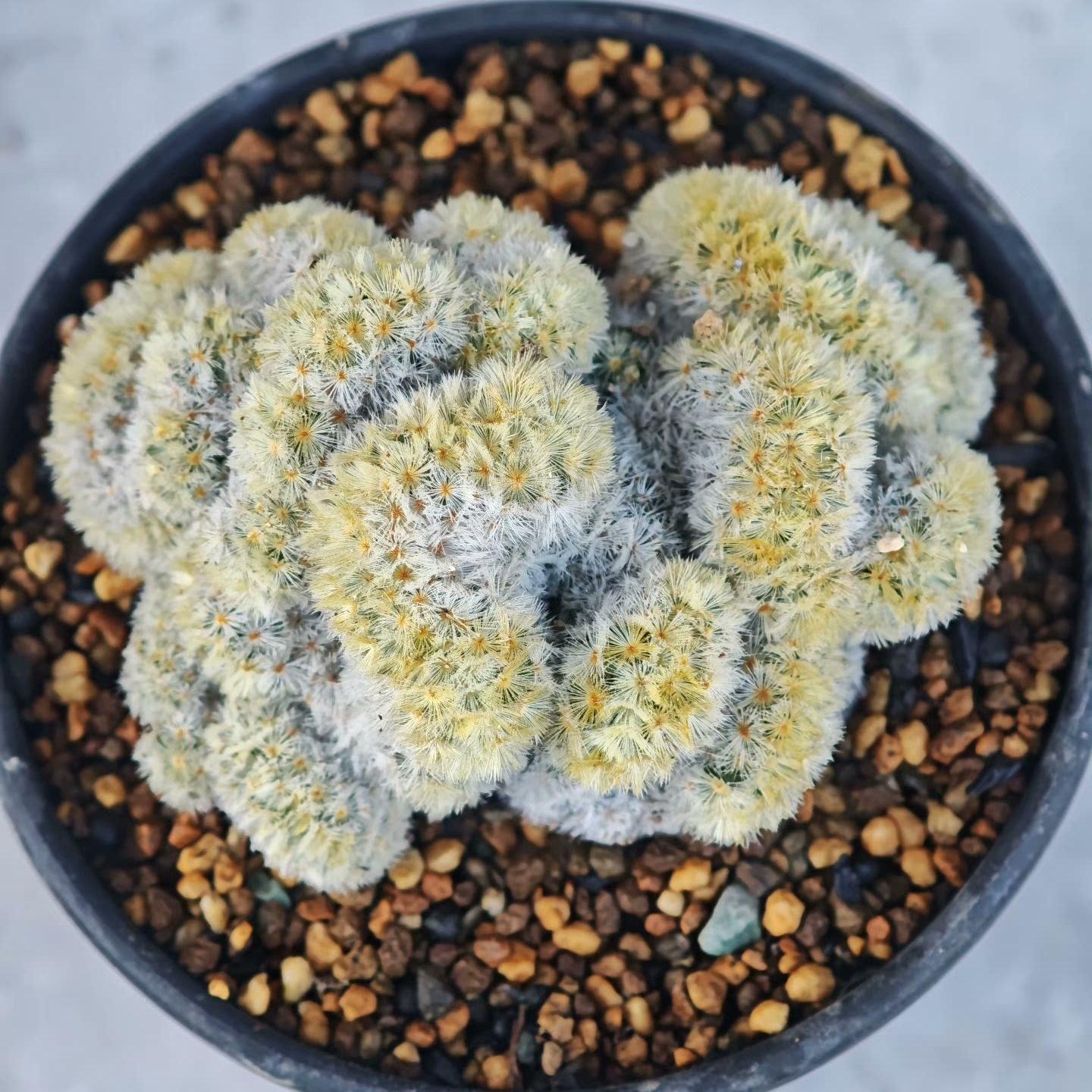 6-8cm Mammillaria carmenae （variegated）