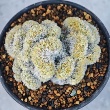 6-8cm Mammillaria carmenae （variegated）