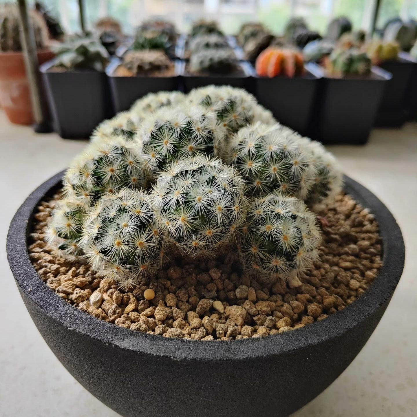 3-8cm Mammillaria carmenae