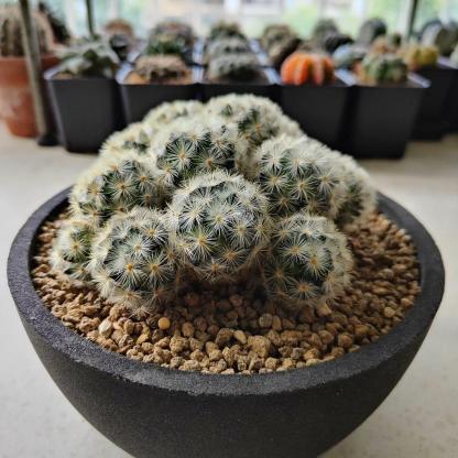 3-8cm Mammillaria carmenae