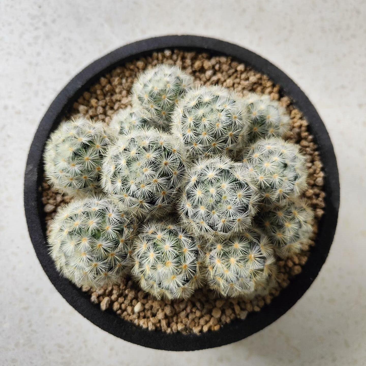 3-8cm Mammillaria carmenae